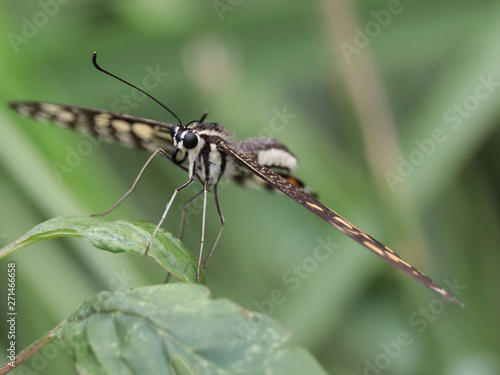 butterfly on leaf