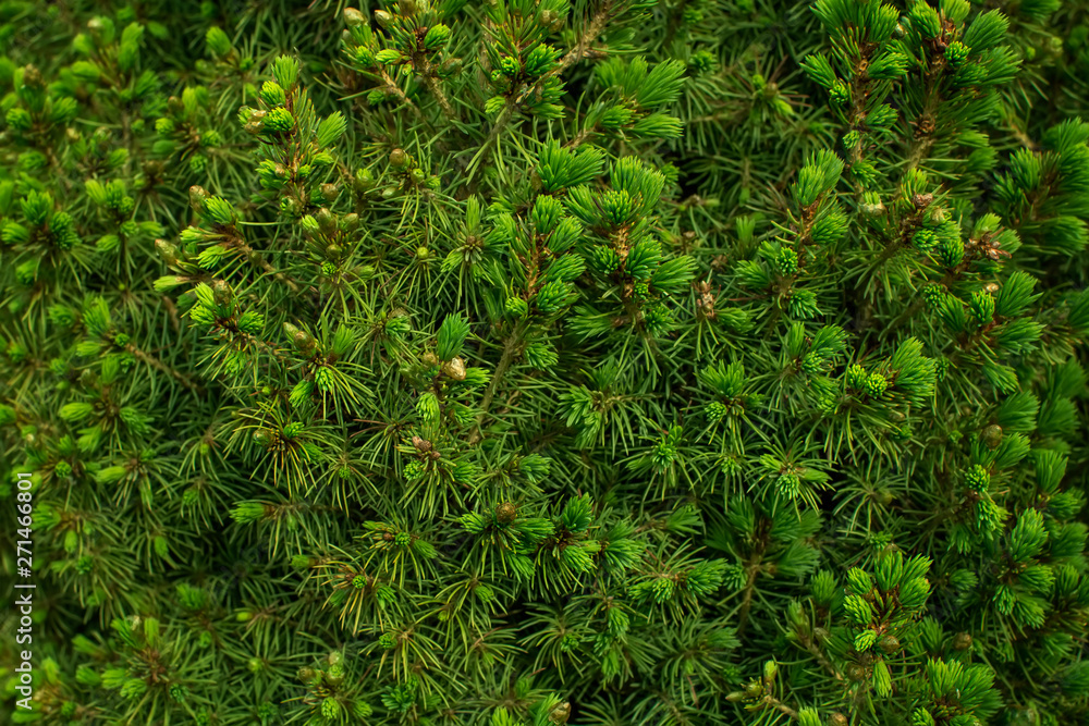 Natural green background of a pine tree branch close up. Natural green background of a pine tree branch close up.