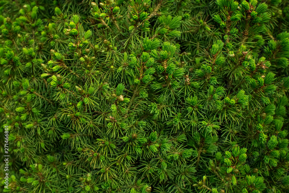 Natural green background of a pine tree branch close up. 