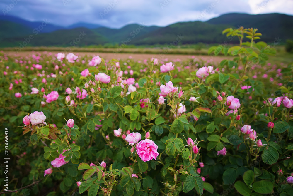 Beautiful Bulgarian Damask Roses