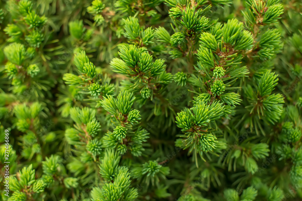 Natural green background of a pine tree branch close up. Natural green background of a pine tree branch close up.