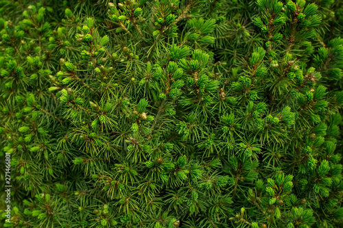 Natural green background of a pine tree branch close up. 