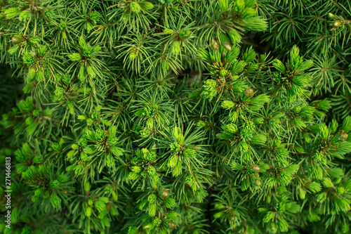 Natural green background of a pine tree branch close up. 