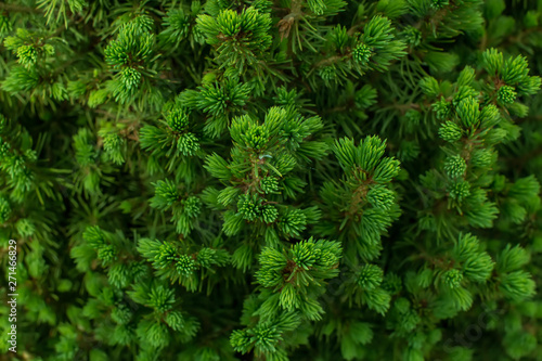 Natural green background of a pine tree branch close up. 