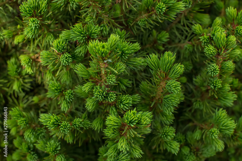 Natural green background of a pine tree branch close up. 