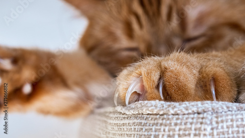 Canvas Print Close up of large claws visible on one of the front paws of a large orange cat s