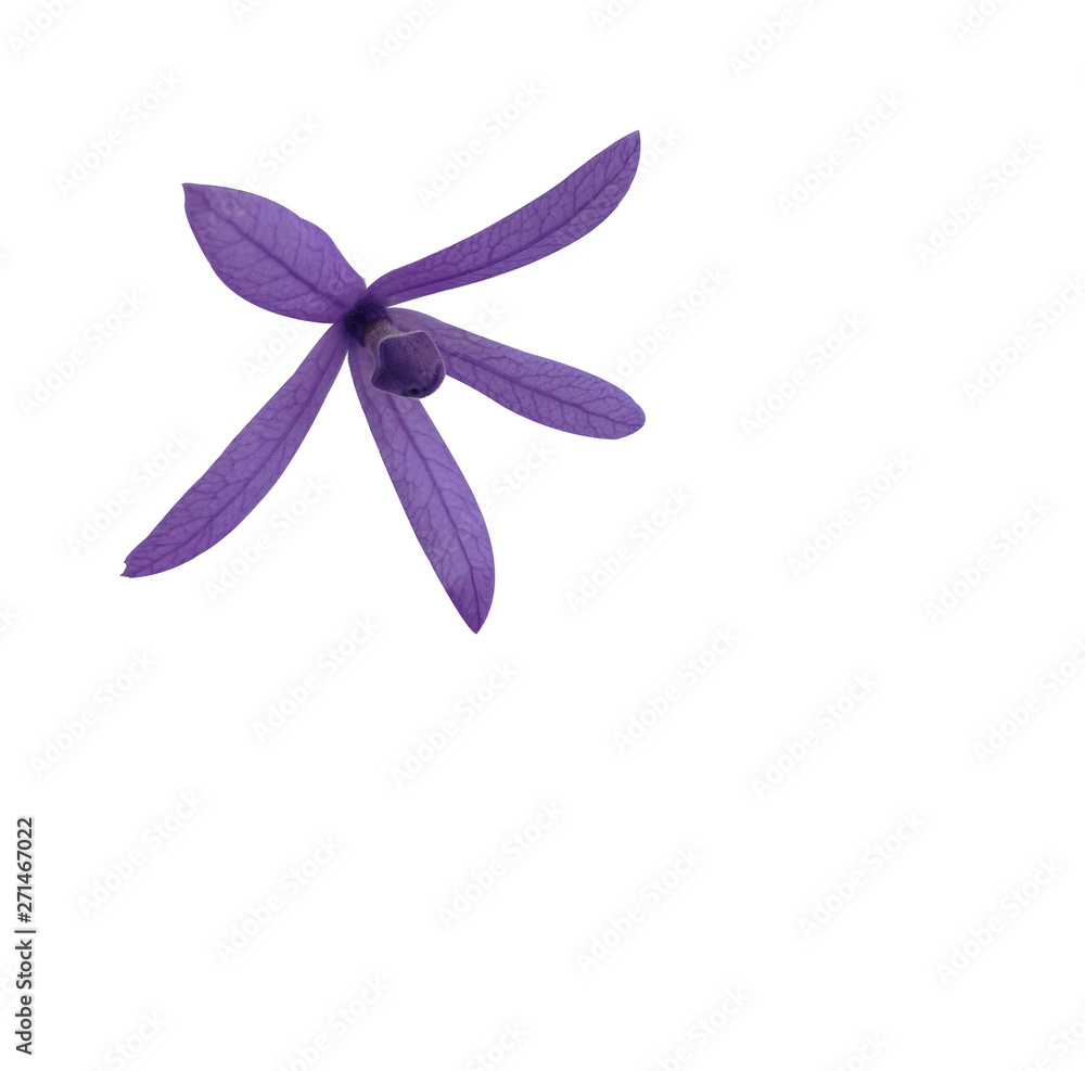 Naklejka premium purple sandpaper vine queens wreath flower isolated white background with clipping path