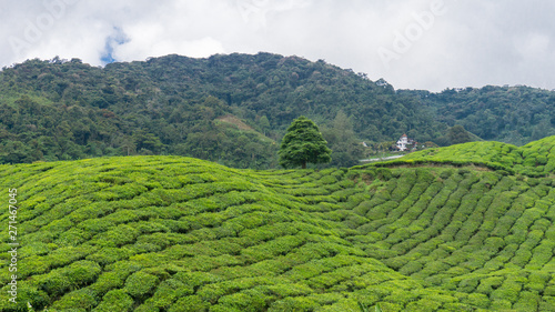 Beautiful of Greenery hill of tea farm and a tree at Cameron Highlands Pahang, Malaysia © Napatsan