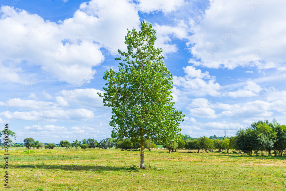 Fototapeta premium Green summer meadow with a lone tree .