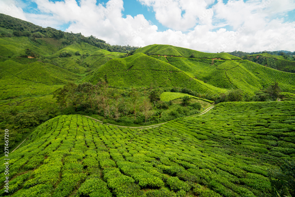 Beautiful Blue Sky and Greenery of tea farm hill at Cameron Highlands Pahang, Malaysia - obrazy, fototapety, plakaty 