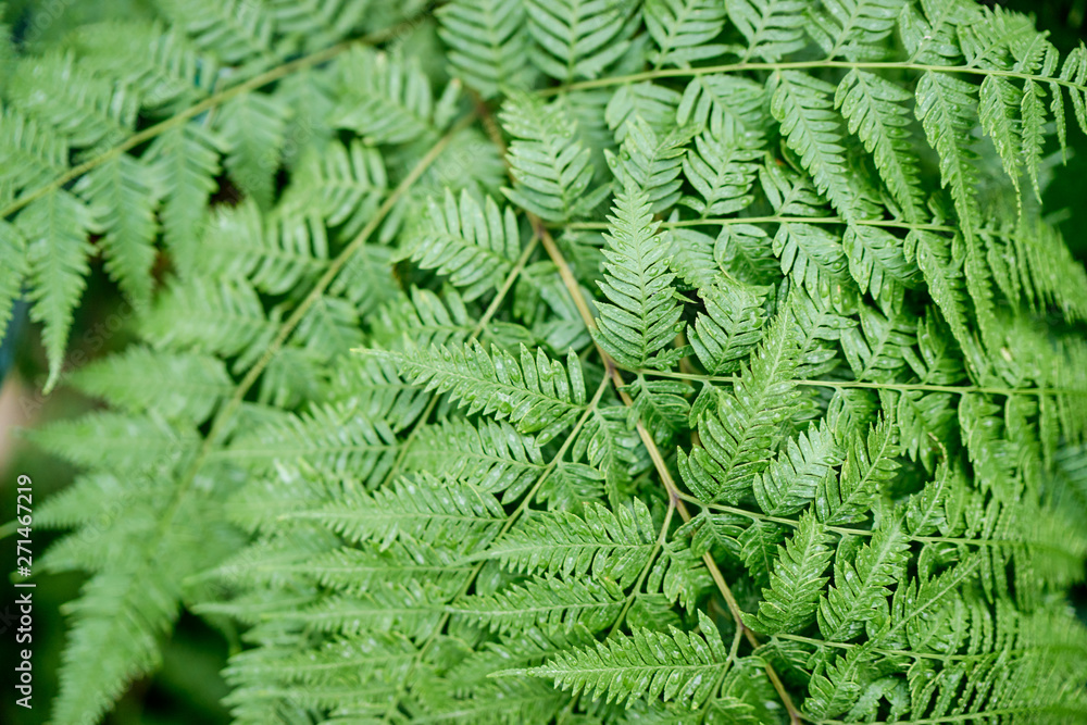 Leaves of green fern in forest.