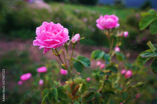 Wallpaper Mural Beautiful Bulgarian Damask Roses Torontodigital.ca