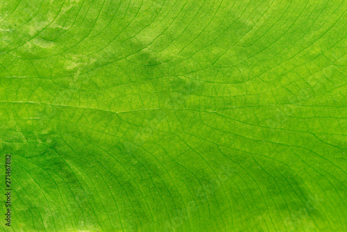 Fényképezés structure of leaf natural background,green leave texture