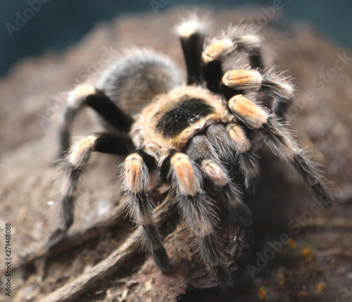 poisonous hairy tarantula photographed in the Amazon rainforest