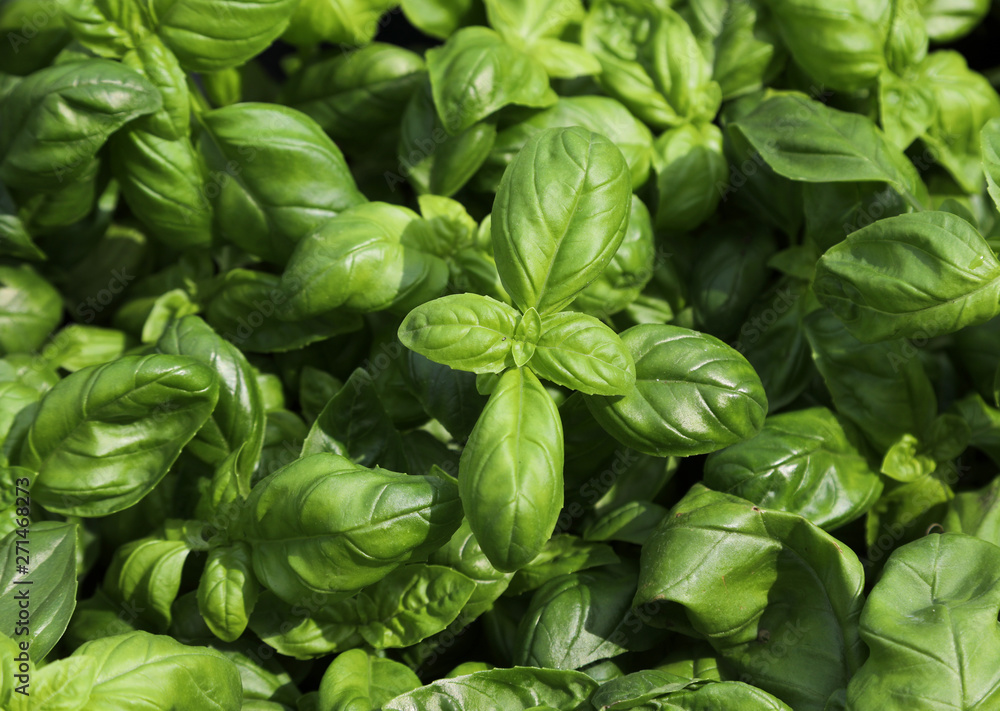 Deatils of very green leaves of Basil
