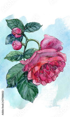 Pink rose head with buds on blue background. Hand drawn with watercolour and pen rich in colour. Sutable for postcard, poster or picture . photo