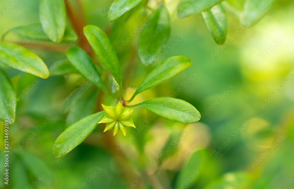 anisetree or anise-tree green spice and leaves anisetree or anise-tree green spice and leaves