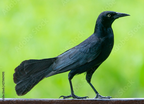 Carib grackle or Greater Antillean blackbird on green photo