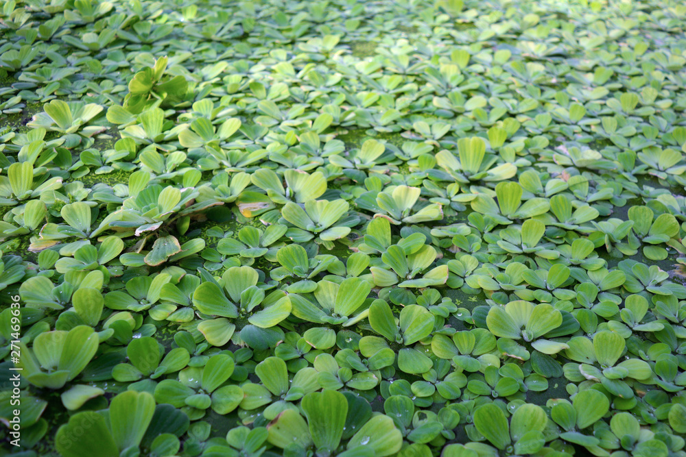 Exotic 'Pistia Stratiotes' aquatic plant covering water background