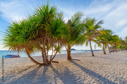 Coconut Palm trees on white sandy beach and  blue sky in south of Thailand