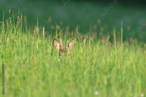 Small roe buck with antler  to hide in camouflage on grass and forest  © Pavol Klimek