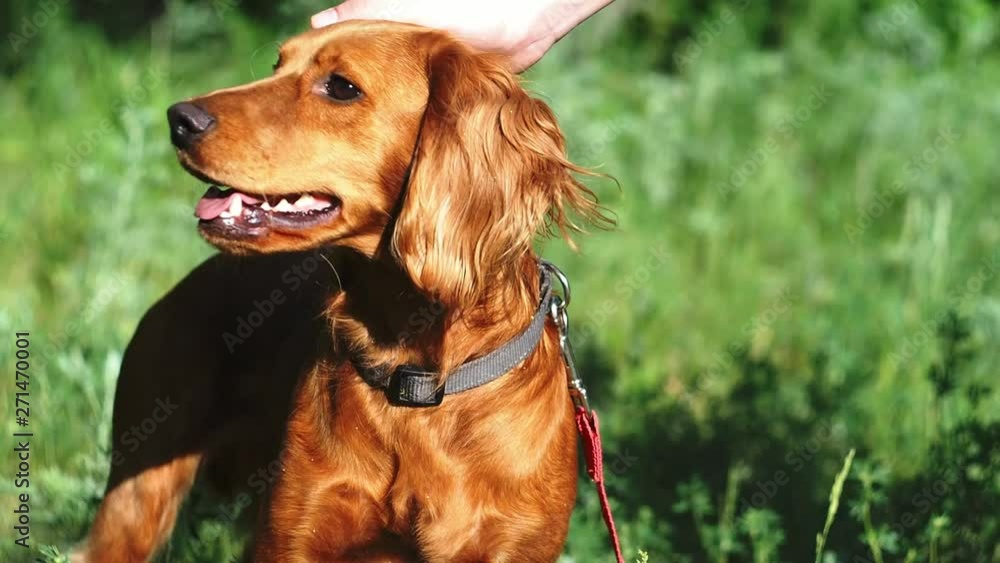 A handsome medium height red dog with an open mouth is standing in a beautiful green forest in summer. A handsome medium height red dog with an open mouth is standing in a beautiful green forest in summer.