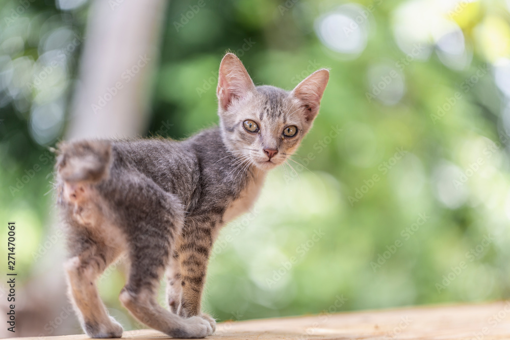 portrait of young domestic cat with blurry background portrait of young domestic cat with blurry background