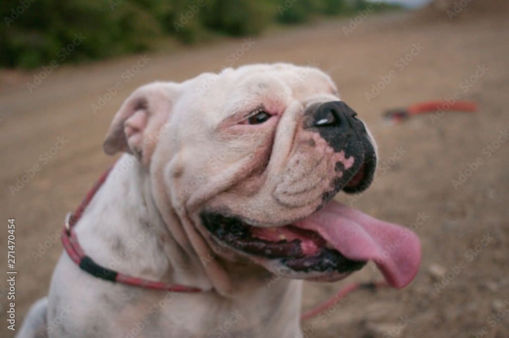 Retrato de Perros curiosos