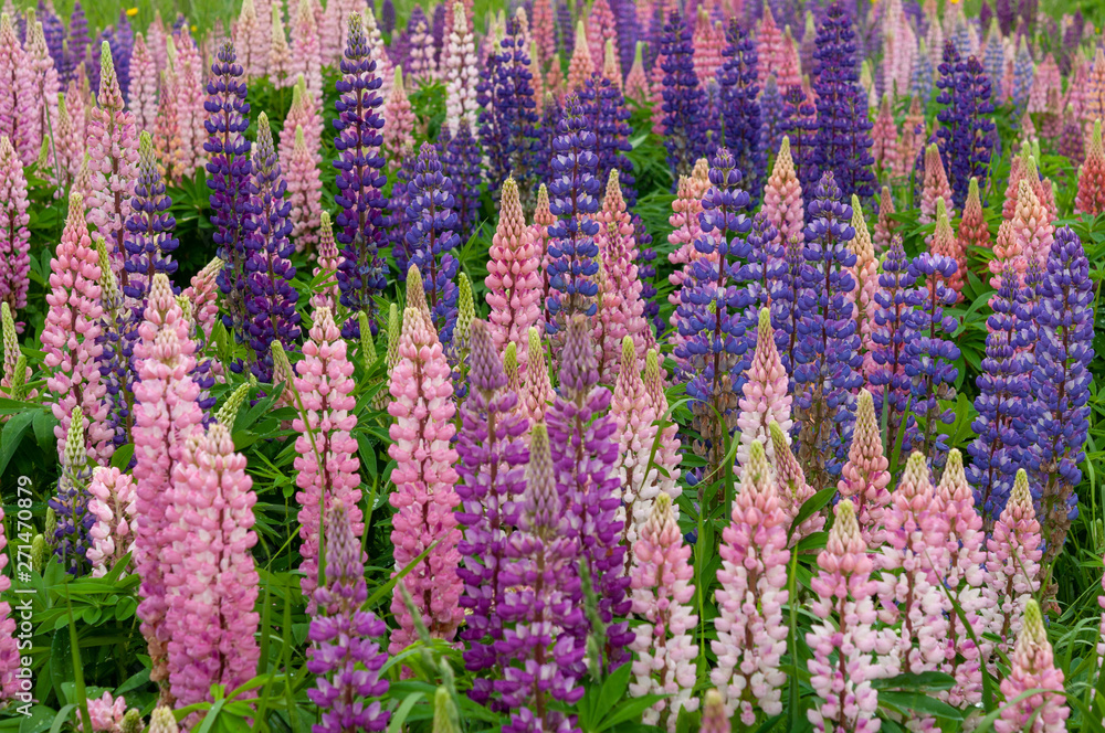 Lupinus field with pink purple and blue flowers Lupinus field with pink purple and blue flowers