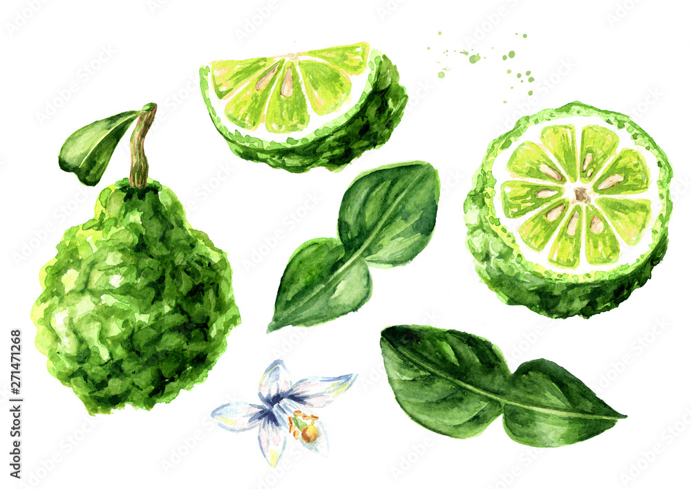 Fresh bergamot fruit with leaf set. Graphic design elements. Watercolor hand drawn illustration, isolated on white background