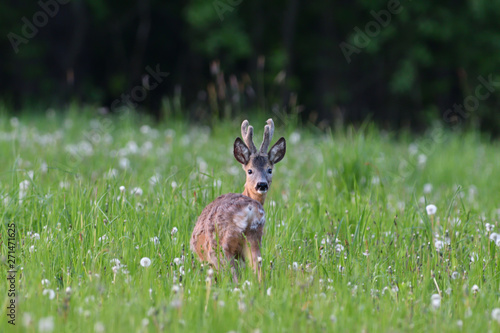 Fototapeta Naklejka Na Ścianę i Meble -  Young roe deer with growing antler grazing grass on the meadow