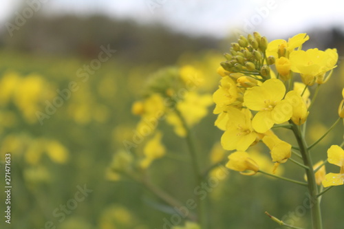 Spring: the yellow rapeseed blooms