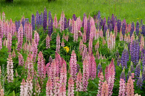 Lupinus field with pink purple and blue flowers