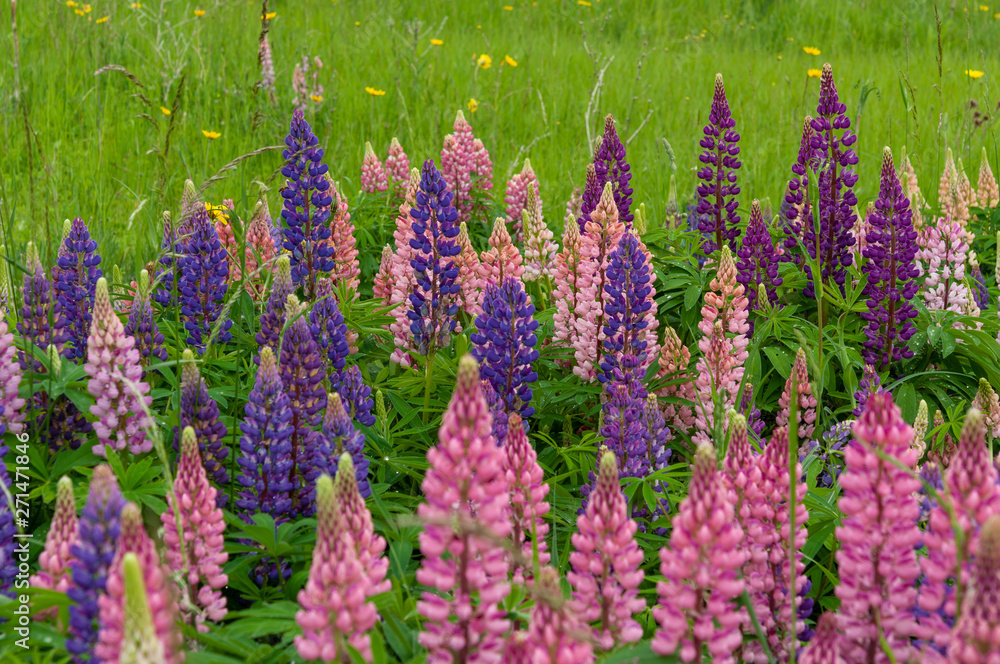 Lupinus field with pink purple and blue flowers Lupinus field with pink purple and blue flowers