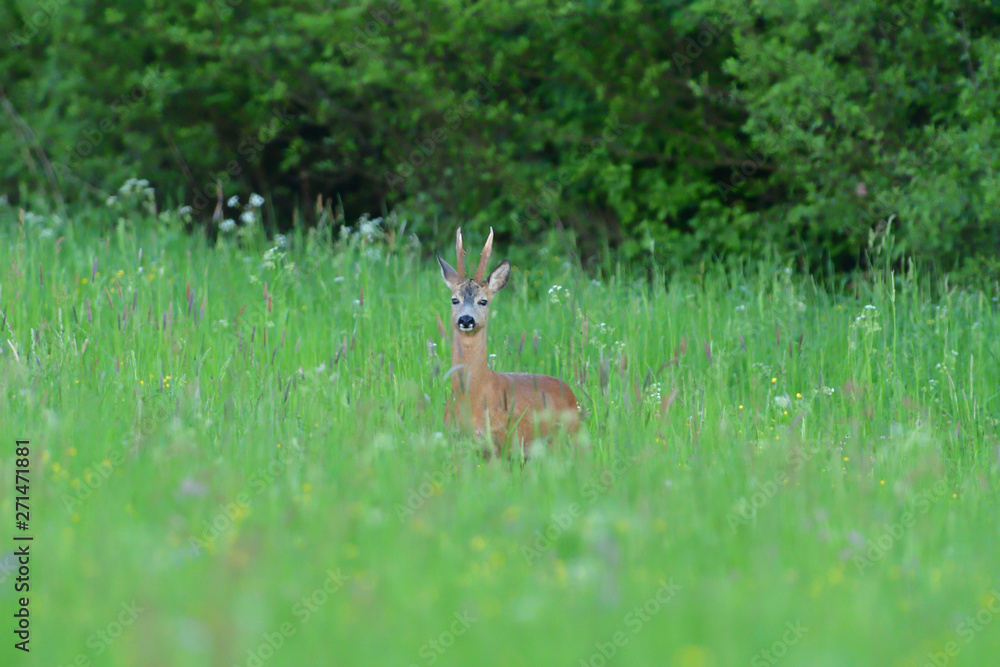 Small roe buck with antler to hide in camouflage on grass and forest Small roe buck with antler to hide in camouflage on grass and forest