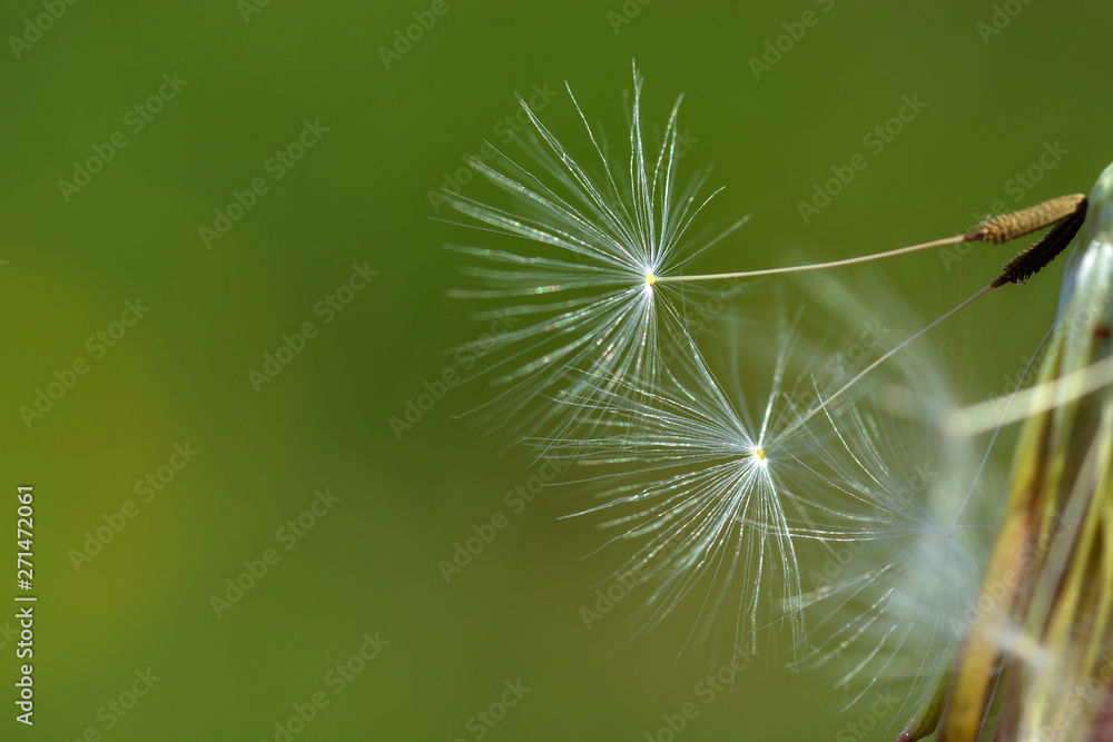 Naklejka premium White fluffy dandelion seeds close-up on a green background