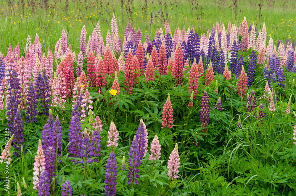 Lupinus field with pink purple and blue flowers Lupinus field with pink purple and blue flowers