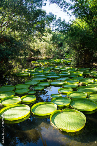 Victoria lily pads photo