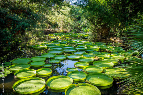 Canvas-taulu Victoria lily pads