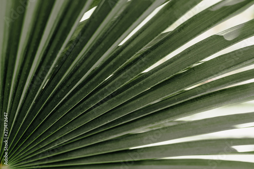 Tropical palm leaves floral pattern background