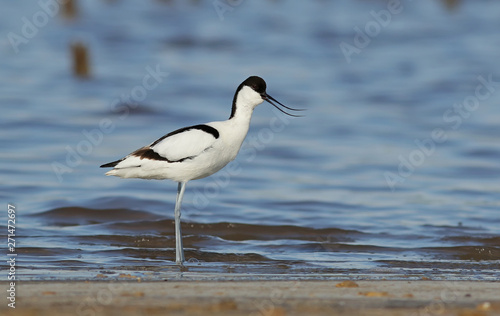 bird on the beach