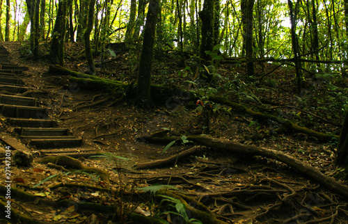 Path way in deep tropical forest humidity