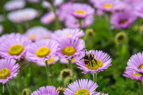 A bee on a seaside daisy flower  with a shallow depth of field