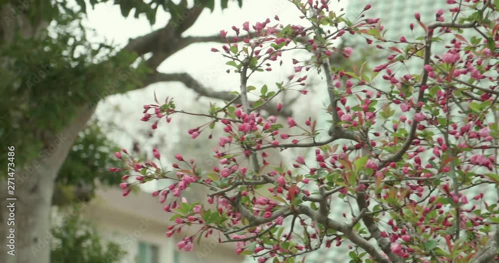 Pink Sakura budding during cherry blossom season in Japan as camera pans around the flowers with Japanese style roof tops in the background Pink Sakura budding during cherry blossom season in Japan as camera pans around the flowers with Japanese style roof tops in the background