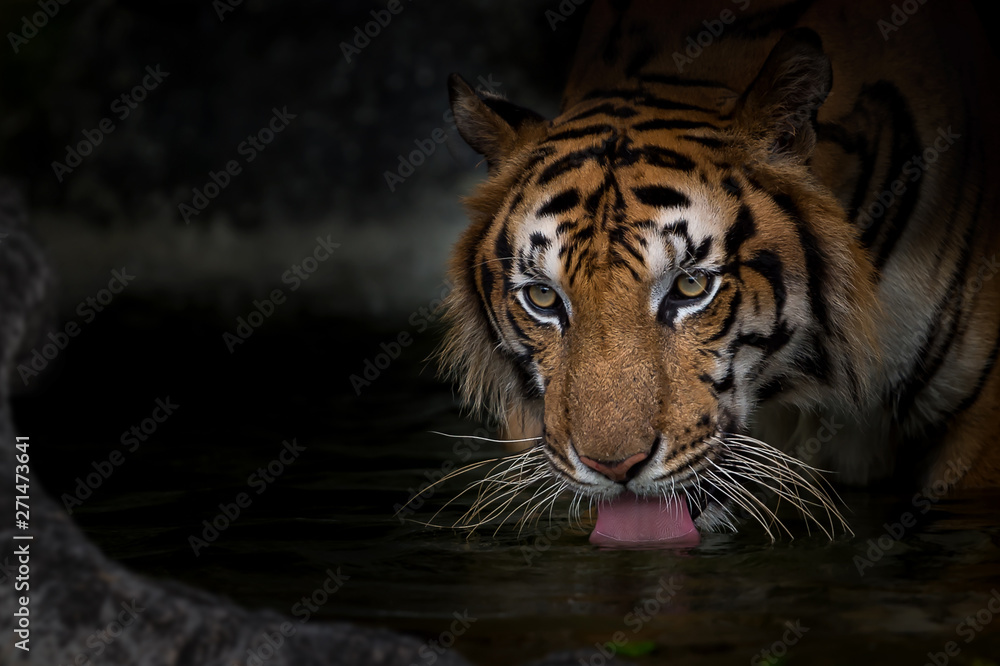 Naklejka premium Portret tygrysa.