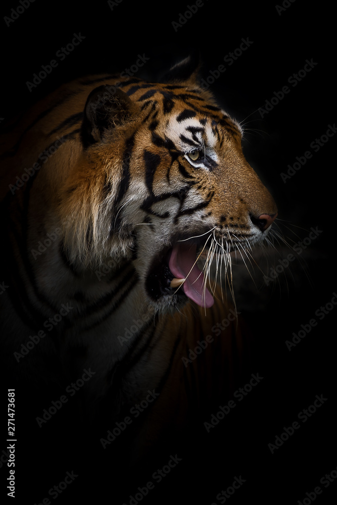 Naklejka premium Portret tygrysa.