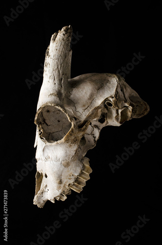 goat skull on black background © vitaly tiagunov