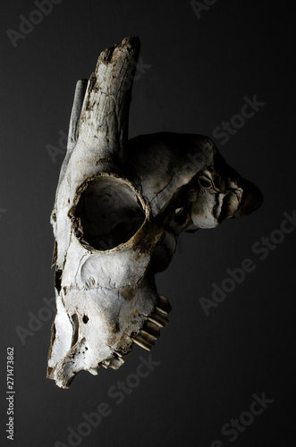 Fototapeta Naklejka Na Ścianę i Meble -  goat skull on black background