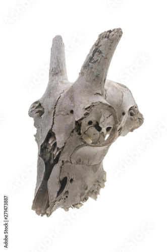 goat skull on white background © vitaly tiagunov