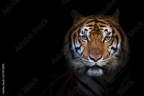 Portrait of tiger.